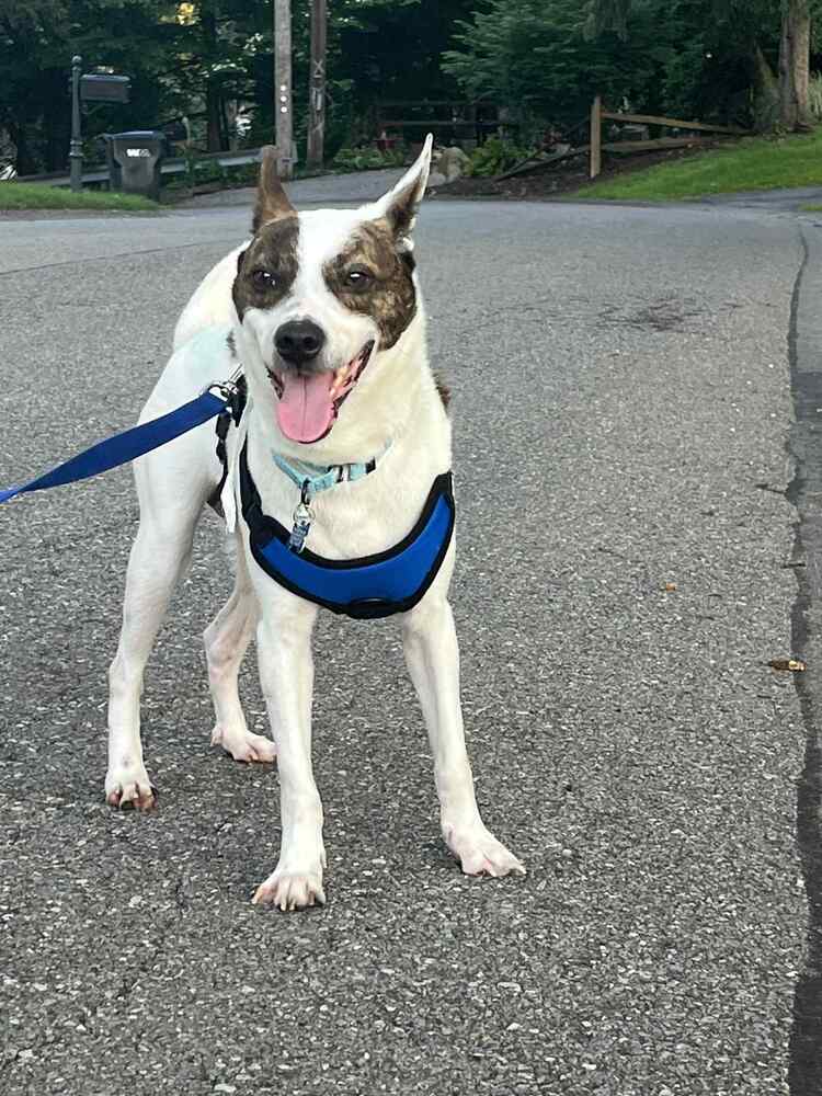 adoptable Dog in Springdale, PA named Riley