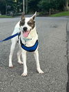 adoptable Dog in springdale, PA named Riley