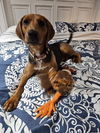 adoptable Dog in  named Pixie