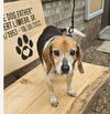 adoptable Dog in  named Steve