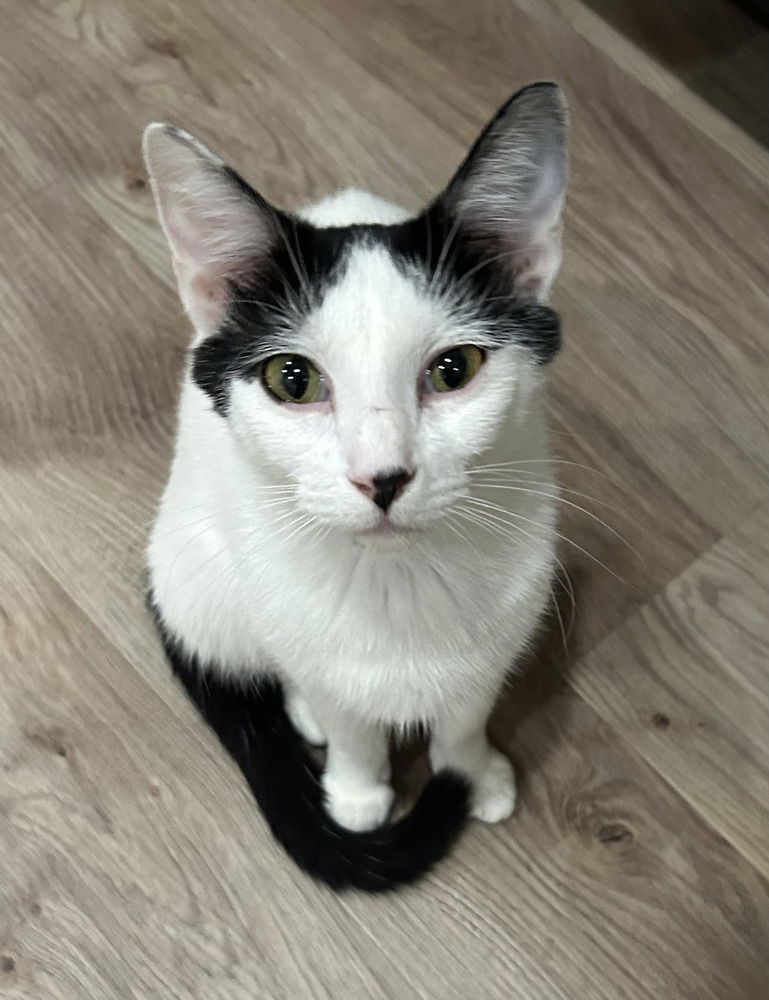 adoptable Cat in Springdale, PA named Mama Sky