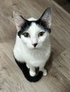 adoptable Cat in springdale, PA named Mama Sky