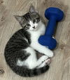 adoptable Cat in springdale, PA named Jack Rabbit "Jackie