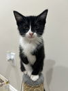 adoptable Cat in springdale, PA named Phantom "Phanny