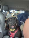 adoptable Dog in springdale, PA named Lucy