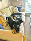 adoptable Dog in  named Slim