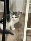 adoptable Cat in springdale, PA named Racer