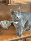 adoptable Cat in springdale, PA named Frenchie