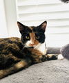 adoptable Cat in springdale, PA named Fia