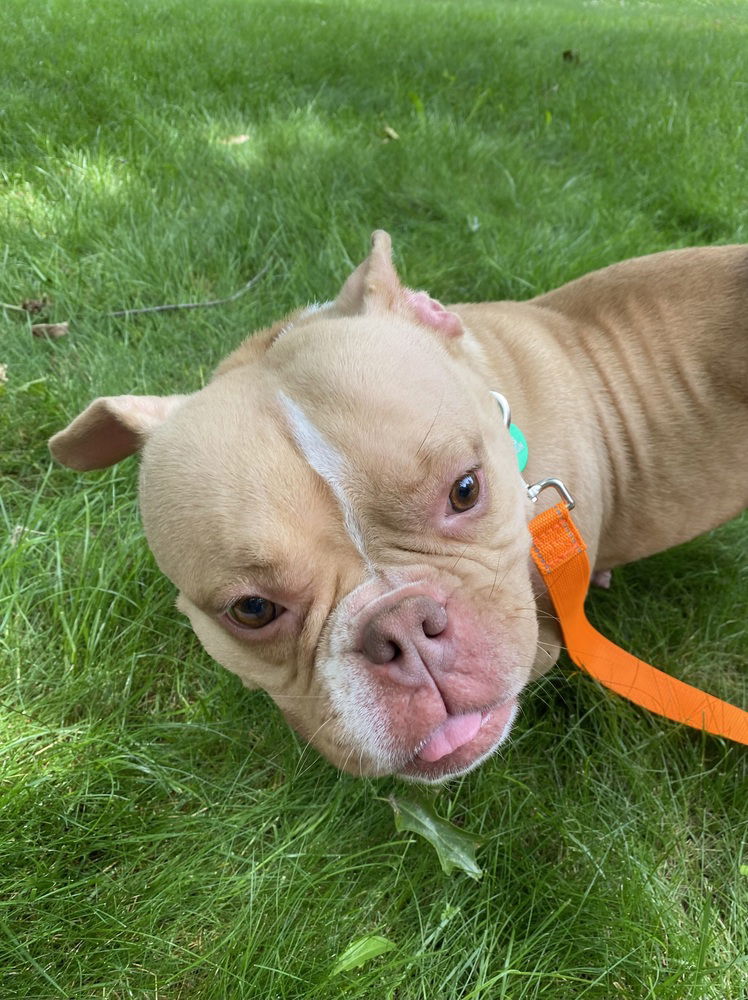 adoptable Dog in Springdale, PA named Petunia