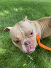 adoptable Dog in  named Petunia