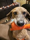 adoptable Dog in Springdale, PA named Ruby