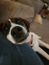 adoptable Dog in  named Harrison