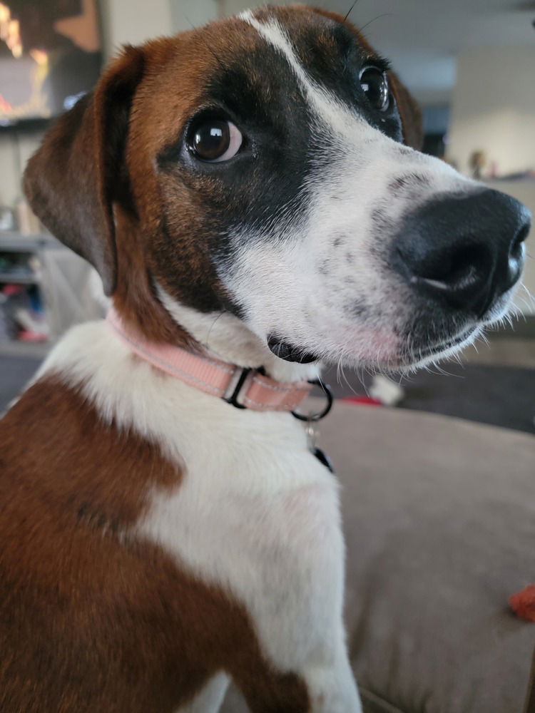 adoptable Dog in Springdale, PA named Harrison
