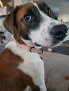 adoptable Dog in  named Harrison