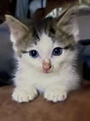 adoptable Cat in ,  named Bolt