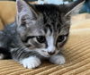 adoptable Cat in ,  named Bruce