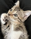 adoptable Cat in ,  named Mary Lou