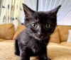 adoptable Cat in ,  named Simone
