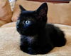 adoptable Cat in ,  named Oscar
