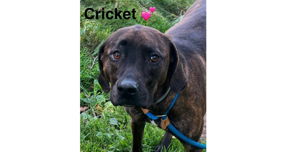 adoptable Dog in Springdale, PA named Cricket