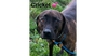 adoptable Dog in ,  named Cricket