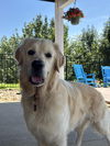 adoptable Dog in  named Sunny