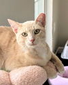 adoptable Cat in , PA named Dexter