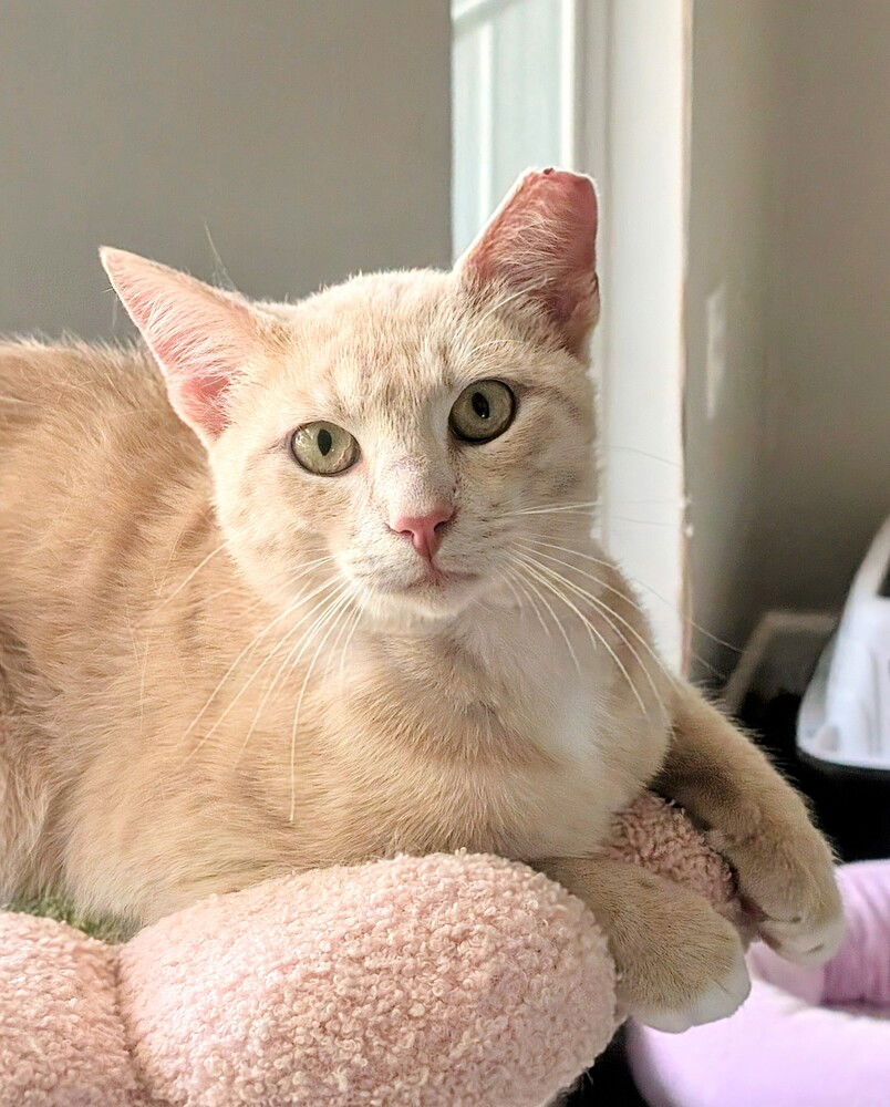 adoptable Cat in Springdale, PA named Dexter