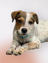 adoptable Dog in , PA named Sawyer