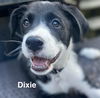 adoptable Dog in springdale, PA named Dixie