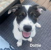 adoptable Dog in springdale, PA named Dottie