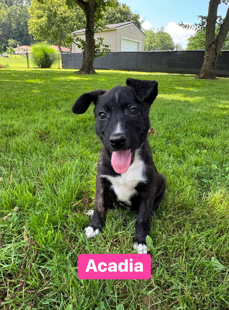 adoptable Dog in Springdale, PA named Acadia
