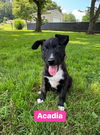 adoptable Dog in  named Acadia