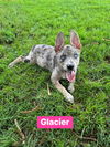 adoptable Dog in  named Glacier