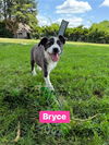 adoptable Dog in  named Bryce