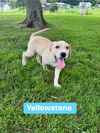 adoptable Dog in springdale, PA named Yellowstone