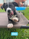 adoptable Dog in springdale, PA named Zion