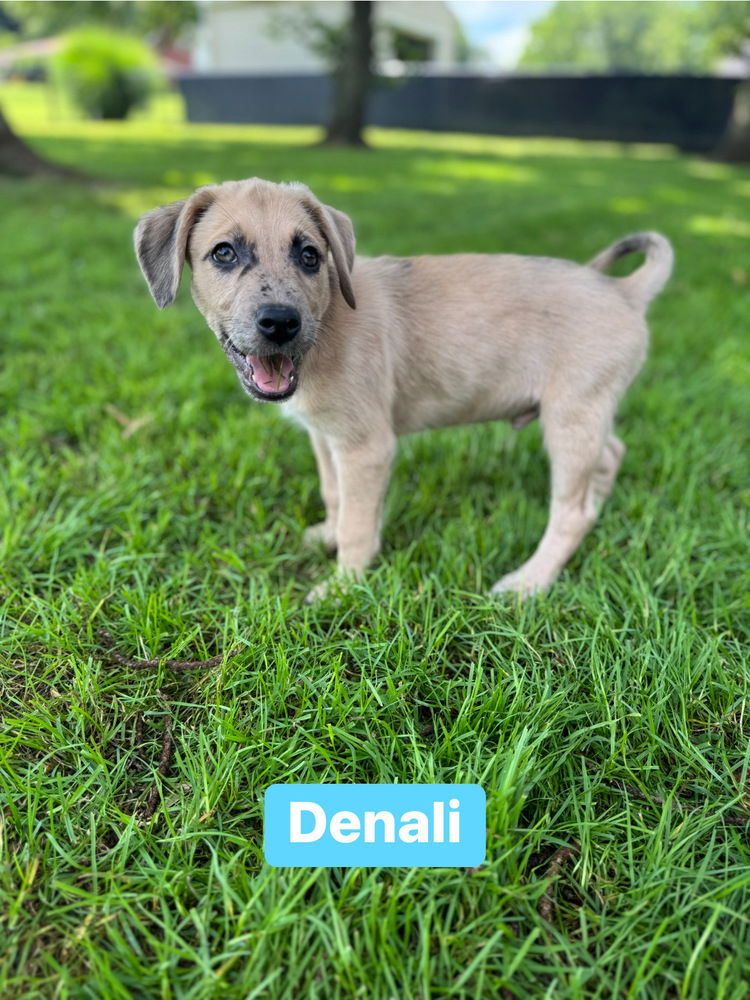 adoptable Dog in Springdale, PA named Denali
