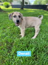 adoptable Dog in springdale, PA named Denali