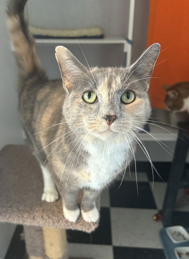 adoptable Cat in Springdale, PA named Stormy (bonded with Simba)