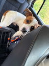 adoptable Dog in  named Max
