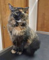 adoptable Cat in  named Frankie