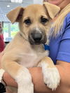 adoptable Dog in  named Sam Bougie