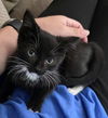 adoptable Cat in  named Jenny