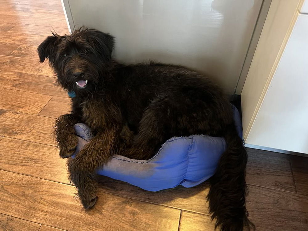 adoptable Dog in Springdale, PA named Macaroni