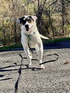 Benji - Photo 1