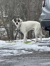 Benji - Photo 2