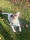 Benji - Photo 3