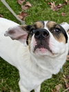Benji - Photo 4